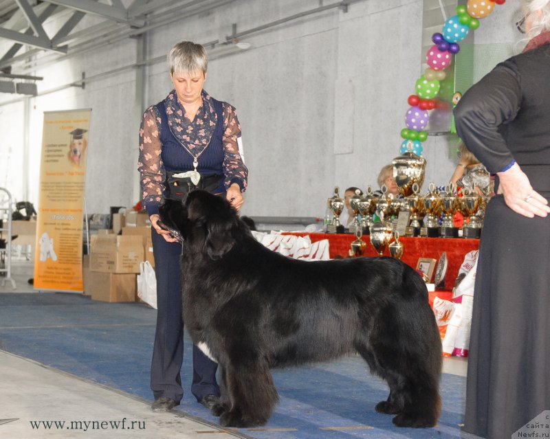 Фото: ньюфаундленд Skazochnaya Kroha Medison (Сказочная Кроха Медисон)
