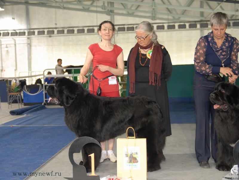 Фото: ньюфаундленд Moon Brook Aristocrat (Моон Броок Аристократ)