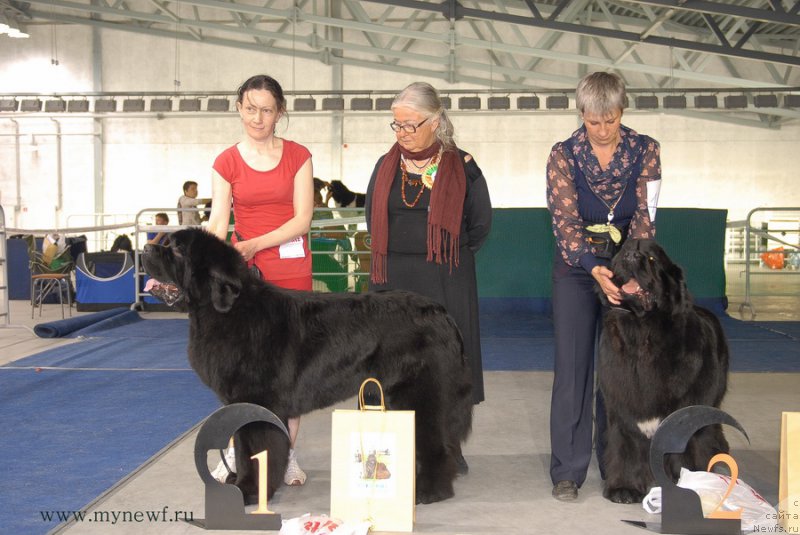 Фото: ньюфаундленд Moon Brook Aristocrat (Моон Броок Аристократ), ньюфаундленд Skazochnaya Kroha Medison (Сказочная Кроха Медисон)