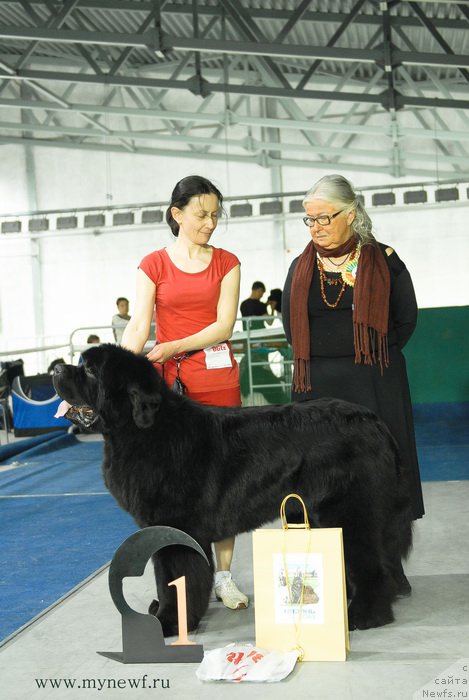 Фото: ньюфаундленд Moon Brook Aristocrat (Моон Броок Аристократ)
