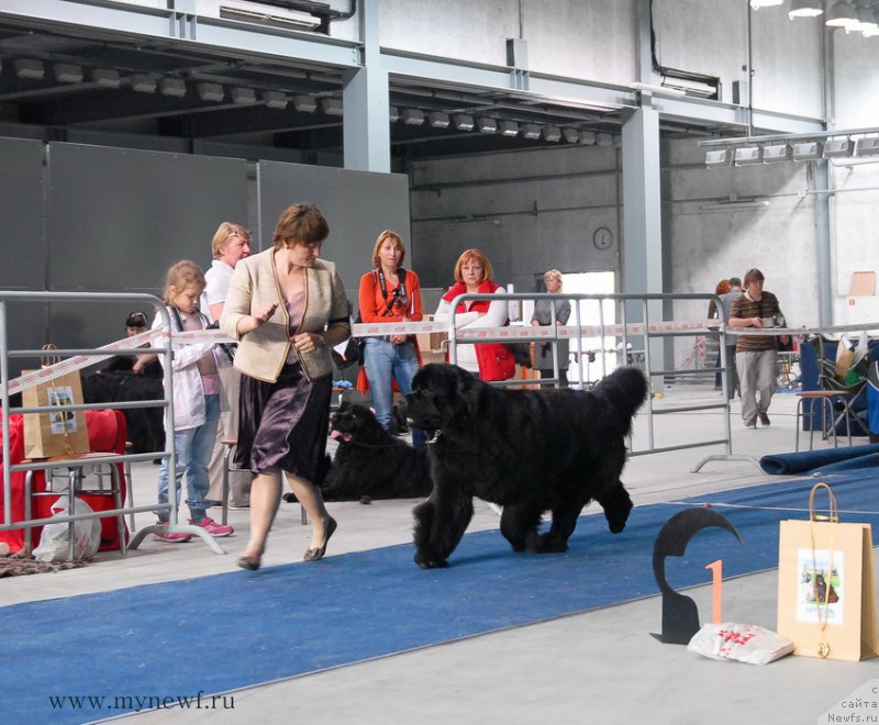 Фото: ньюфаундленд Aquatoriya Kelvin From Siberia at Cayuga (Акватория Келвин Фром Сибириа эт Каюга)
