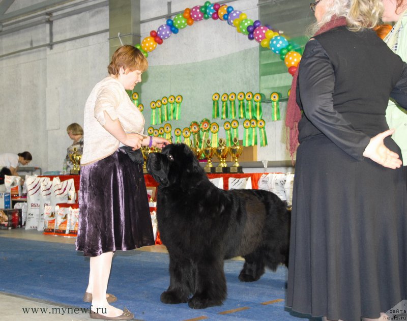 Фото: ньюфаундленд Aquatoriya Kelvin From Siberia at Cayuga (Акватория Келвин Фром Сибириа эт Каюга)