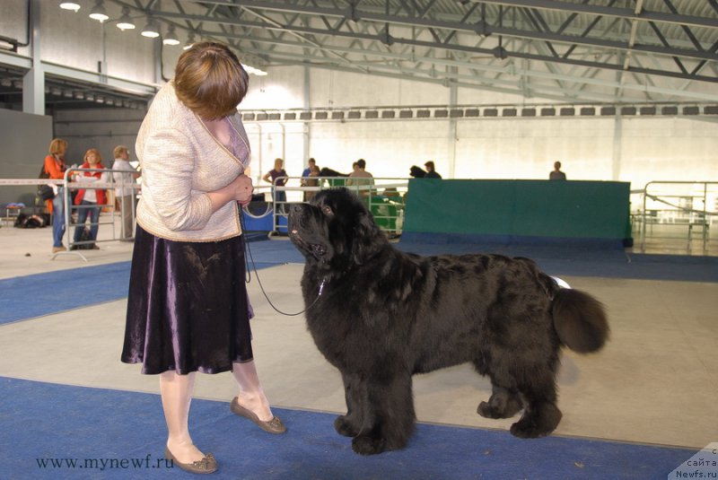 Фото: ньюфаундленд Aquatoriya Kelvin From Siberia at Cayuga (Акватория Келвин Фром Сибириа эт Каюга)