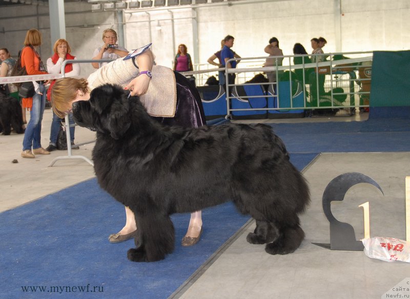 Фото: ньюфаундленд Aquatoriya Kelvin From Siberia at Cayuga (Акватория Келвин Фром Сибириа эт Каюга)