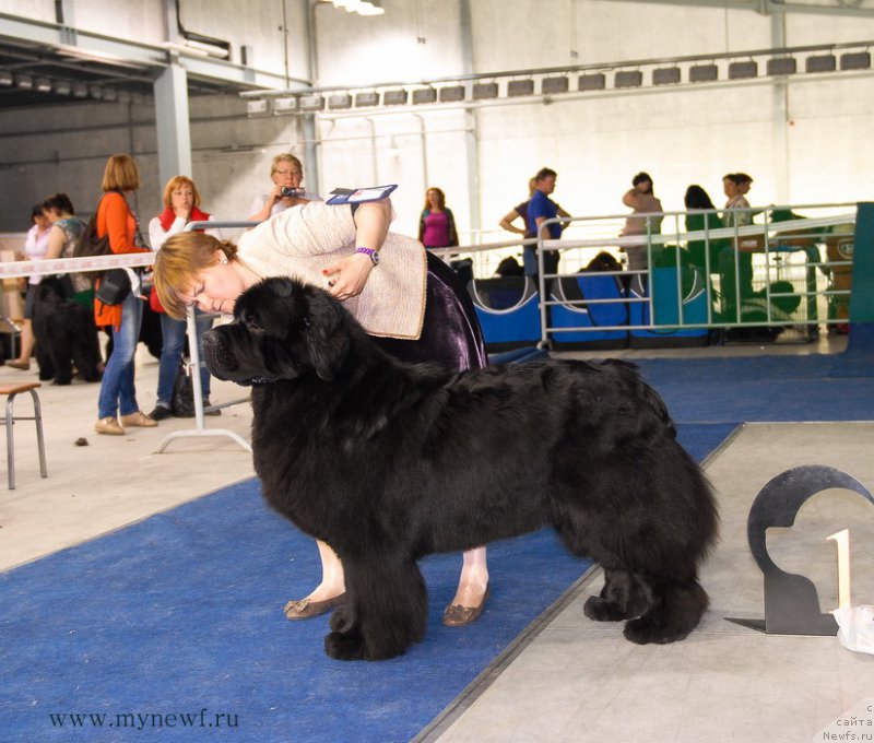 Фото: ньюфаундленд Aquatoriya Kelvin From Siberia at Cayuga (Акватория Келвин Фром Сибириа эт Каюга)