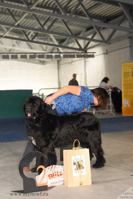 Фото: ньюфаундленд Pervvy Paren iz Tihogo Omuta (Первый Парень из Тихого Омута)