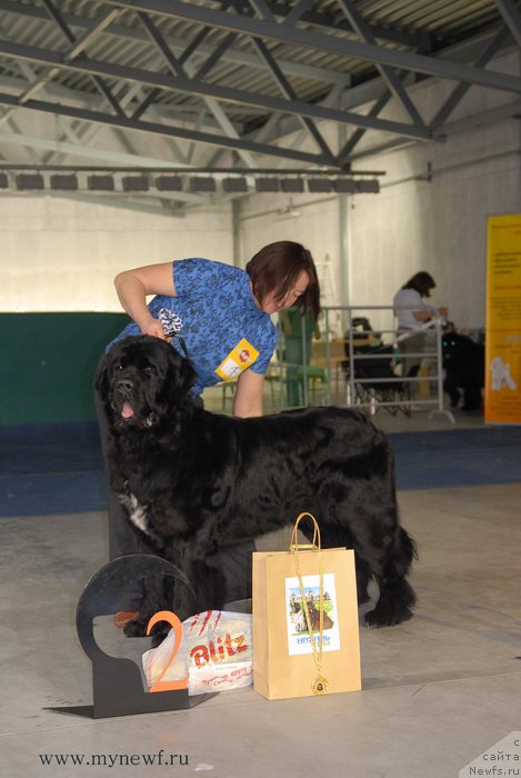 Фото: ньюфаундленд Pervvy Paren iz Tihogo Omuta (Первый Парень из Тихого Омута)