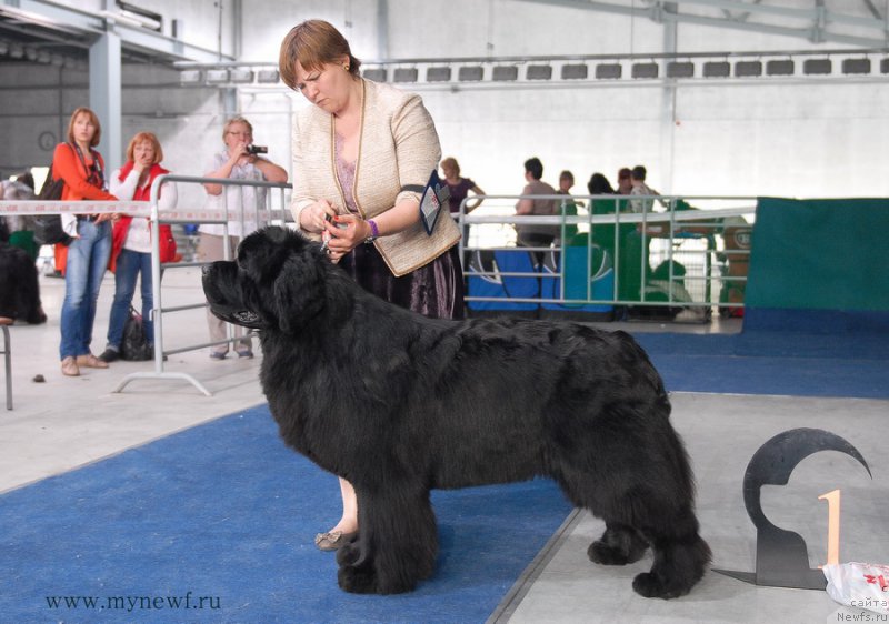 Фото: ньюфаундленд Aquatoriya Kelvin From Siberia at Cayuga (Акватория Келвин Фром Сибириа эт Каюга)