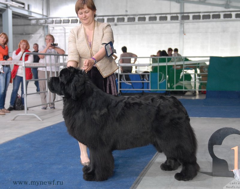 Фото: ньюфаундленд Aquatoriya Kelvin From Siberia at Cayuga (Акватория Келвин Фром Сибириа эт Каюга)