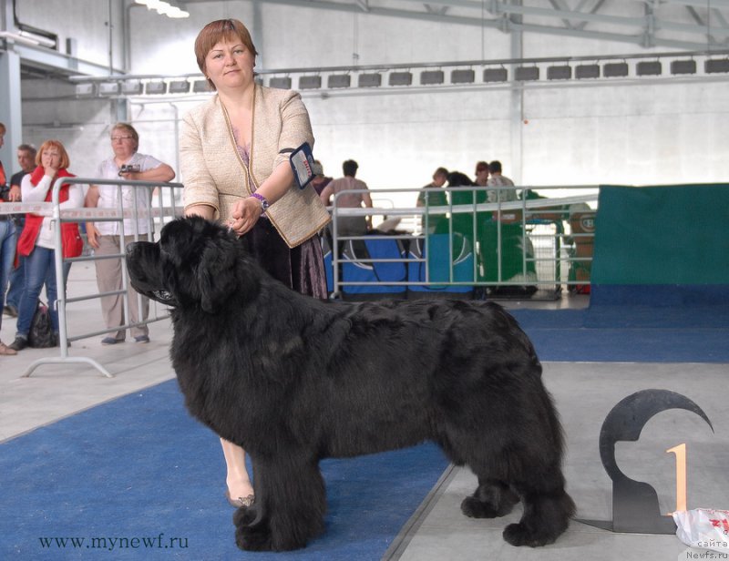 Фото: ньюфаундленд Aquatoriya Kelvin From Siberia at Cayuga (Акватория Келвин Фром Сибириа эт Каюга)