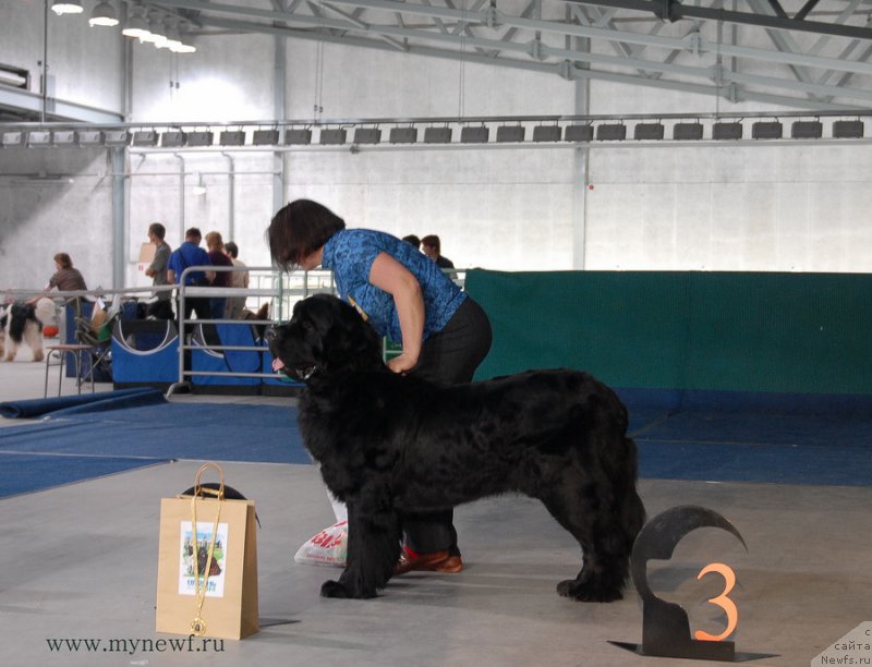 Фото: ньюфаундленд Pervvy Paren iz Tihogo Omuta (Первый Парень из Тихого Омута)