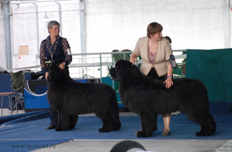 Фото: ньюфаундленд Deep Love I'm Sensation (Deep Love I'm Sensation), ньюфаундленд Aquatoriya Kelvin Ultimatum (Акватория Келвин Ультиматум)