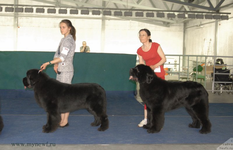 Фото: ньюфаундленд As True for Beguschaya po Volnam Dinastiya Soverchenstva (Аз Труэ Бегущая по Волнам Династия Совершенства), ньюфаундленд Moon Brook Aristocrat (Моон Броок Аристократ)