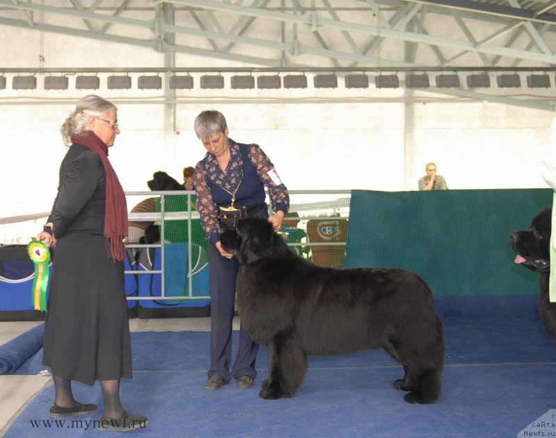 Фото: ньюфаундленд Deep Love I'm Sensation (Deep Love I'm Sensation)