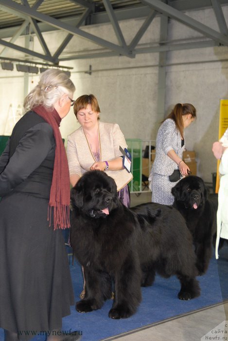 Фото: ньюфаундленд Aquatoriya Kelvin Ultimatum (Акватория Келвин Ультиматум)