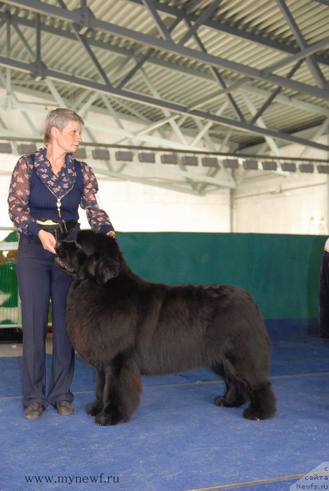 Фото: ньюфаундленд Deep Love I'm Sensation (Deep Love I'm Sensation)