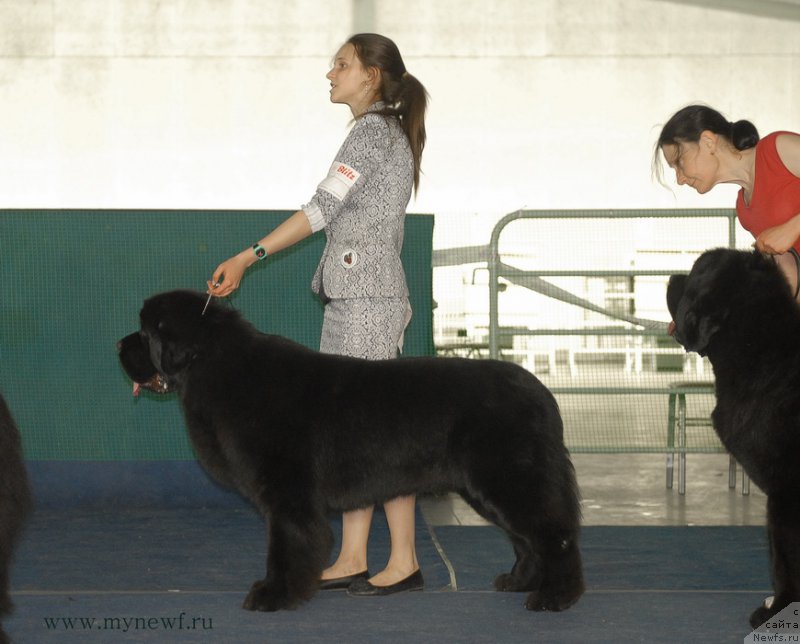 Фото: ньюфаундленд As True for Beguschaya po Volnam Dinastiya Soverchenstva (Аз Труэ Бегущая по Волнам Династия Совершенства)