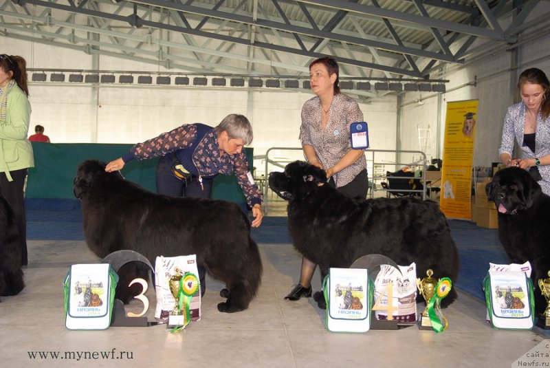 Фото: ньюфаундленд Deep Love I'm Sensation (Deep Love I'm Sensation), ньюфаундленд Aquatoriya Kelvin From Siberia at Cayuga (Акватория Келвин Фром Сибириа эт Каюга), ньюфаундленд As True for Beguschaya po Volnam Dinastiya Soverchenstva (Аз Труэ Бегущая по Волнам Династия Совершенства)