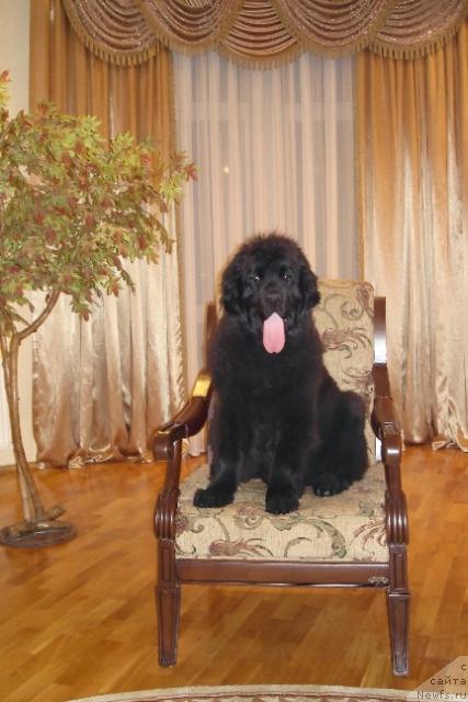 Фото: ньюфаундленд Plyushevaya Panda Baloven' Sud'byi (Плюшевая Панда Баловень Судьбы)