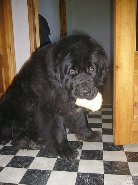 Фото: ньюфаундленд Super Bizon Antaliya (Супер Бизон Анталия)