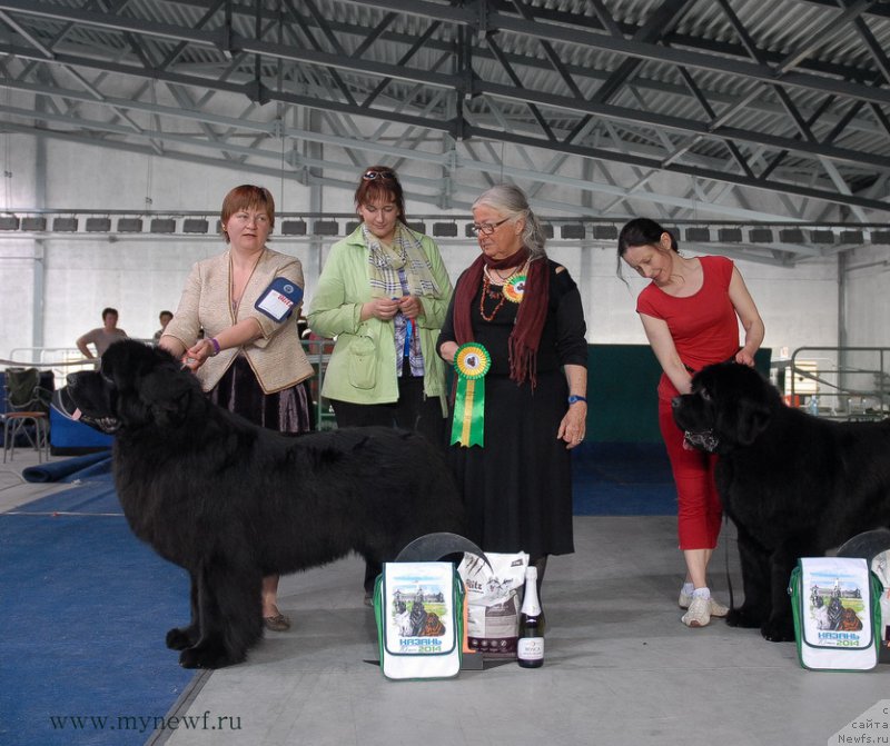 Фото: ньюфаундленд Aquatoriya Kelvin Ultimatum (Акватория Келвин Ультиматум), ньюфаундленд Moon Brook Aristocrat (Моон Броок Аристократ)