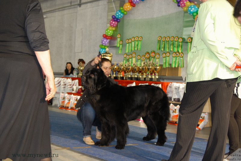 Фото: ньюфаундленд Northern Light  Midnight Bear