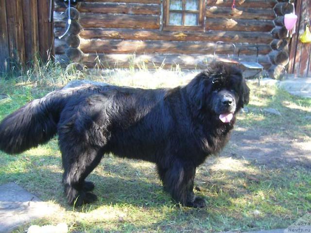 Фото: ньюфаундленд Super Bizon Antaliya (Супер Бизон Анталия)