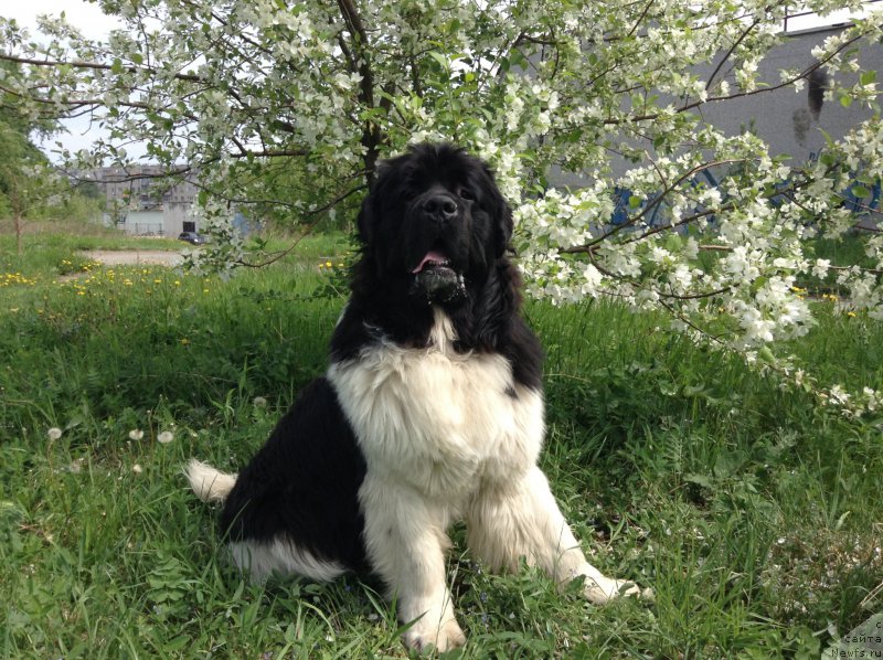 Фото: ньюфаундленд Akvian Song Kroun Royal (Аквиан Сонг Кроун Роял)