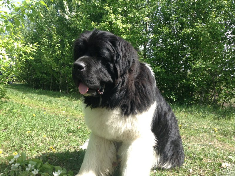 Фото: ньюфаундленд Akvian Song Kroun Royal (Аквиан Сонг Кроун Роял)