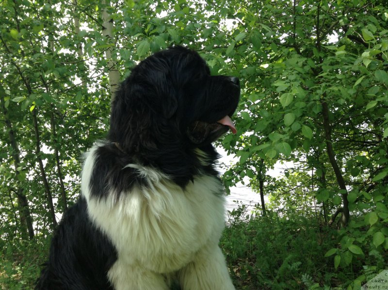 Фото: ньюфаундленд Akvian Song Kroun Royal (Аквиан Сонг Кроун Роял)