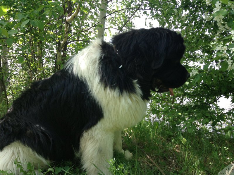 Фото: ньюфаундленд Akvian Song Kroun Royal (Аквиан Сонг Кроун Роял)