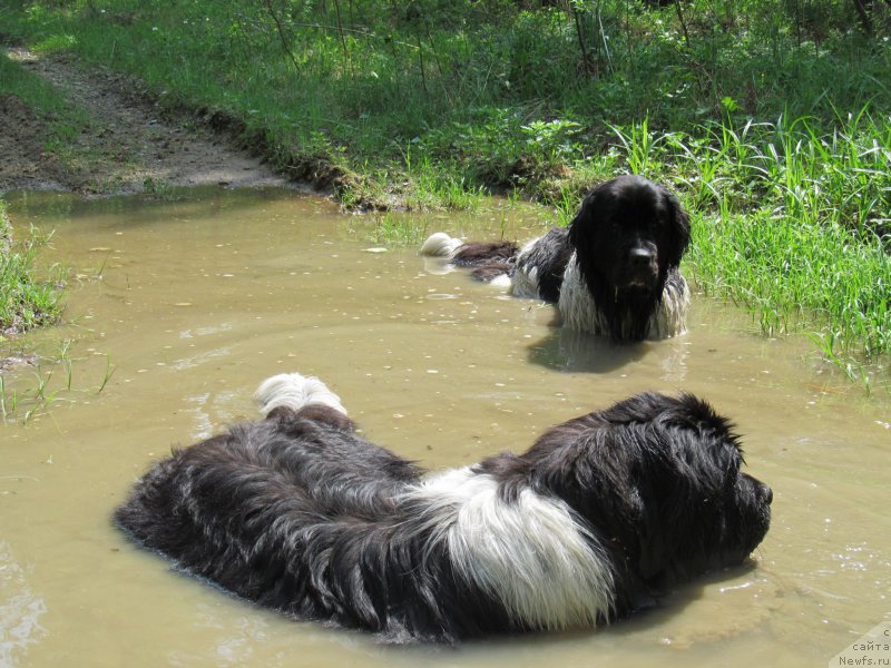 Фото: ньюфаундленд Akvian Song Kroun Royal (Аквиан Сонг Кроун Роял)