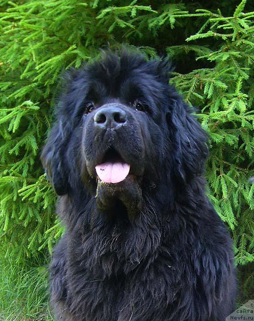 Фото: ньюфаундленд Super Bizon Antaliya (Супер Бизон Анталия)