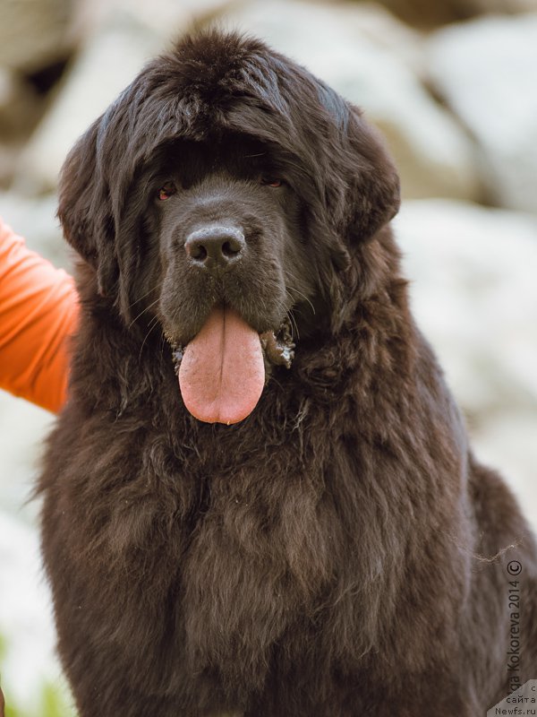 Фото: ньюфаундленд N'yufort SHampan' dlya Zlato Volmari (Ньюфорт Шампань для Злато Волмари)