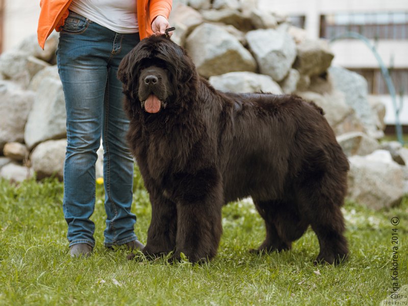 Фото: ньюфаундленд N'yufort SHampan' dlya Zlato Volmari (Ньюфорт Шампань для Злато Волмари)