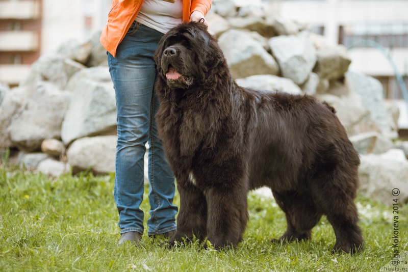 Фото: ньюфаундленд N'yufort SHampan' dlya Zlato Volmari (Ньюфорт Шампань для Злато Волмари)