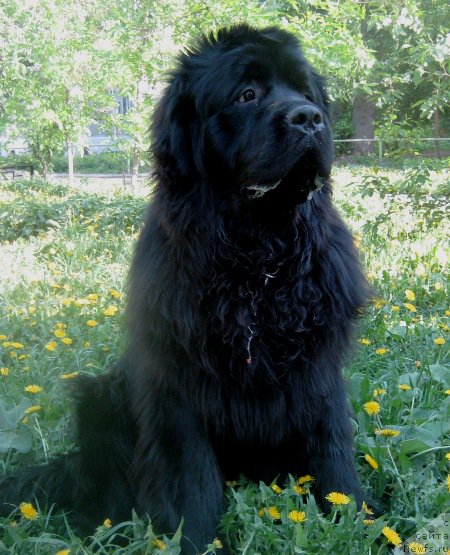 Фото: ньюфаундленд Vin Dizel' dlya N'yufort (Вин Дизель для Ньюфорт)