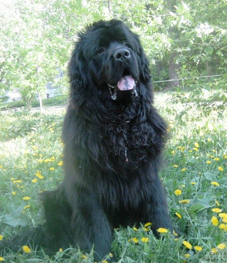 Фото: ньюфаундленд Vin Dizel' dlya N'yufort (Вин Дизель для Ньюфорт)