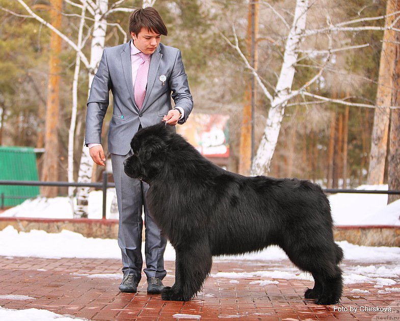 Фото: ньюфаундленд Midnight Lady's Morning Glory