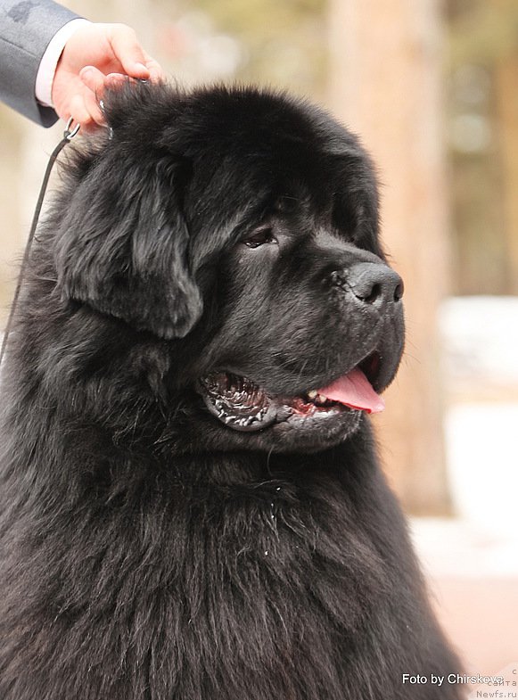 Фото: ньюфаундленд Midnight Lady's Morning Glory