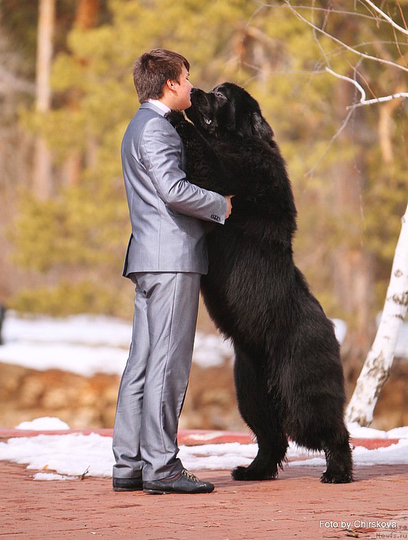 Фото: Vladimir Ignatenko (Владимир Игнатенко), ньюфаундленд Midnight Lady's Morning Glory