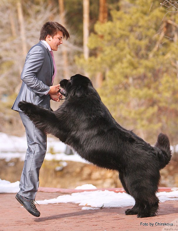Фото: Vladimir Ignatenko (Владимир Игнатенко), ньюфаундленд Midnight Lady's Morning Glory
