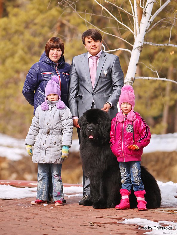 Фото: Marina Goroshenko (Марина Горошенко), Vladimir Ignatenko (Владимир Игнатенко), ньюфаундленд Midnight Lady's Morning Glory
