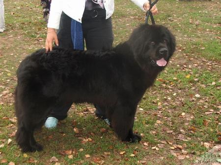 Фото: ньюфаундленд Plyushevaya Panda Banana Super (Плюшевая Панда Банана Супер)