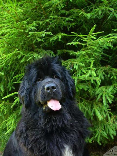 Фото: ньюфаундленд Super Bizon Antaliya (Супер Бизон Анталия)