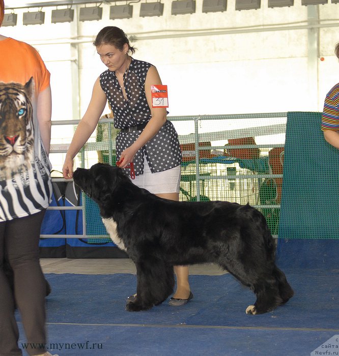 Фото: ньюфаундленд Ikona Stilya (Икона Стиля)
