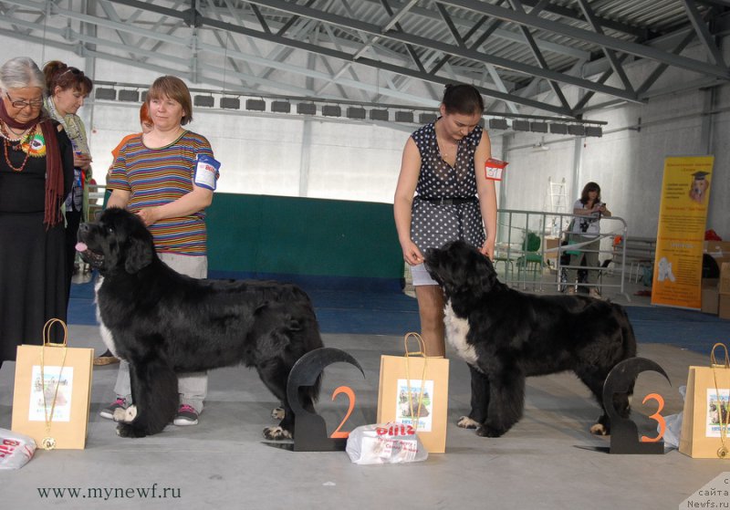 Фото: ньюфаундленд Super Bizon Indiya (Супер Бизон Индия), ньюфаундленд Ikona Stilya (Икона Стиля)