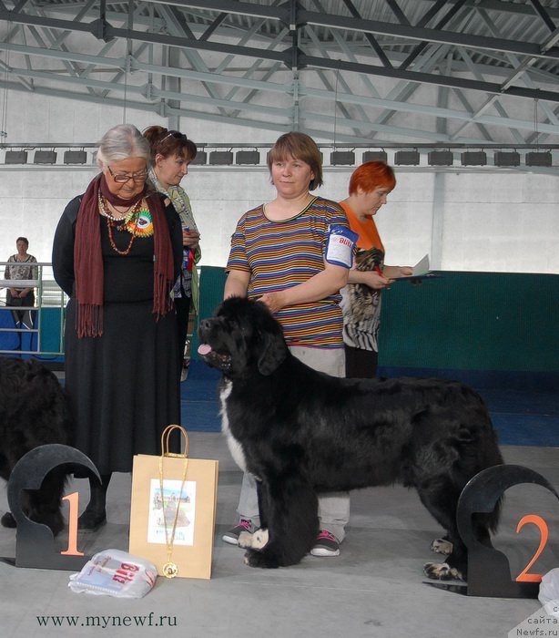 Фото: ньюфаундленд Super Bizon Indiya (Супер Бизон Индия)