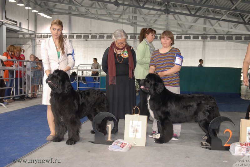 Фото: ньюфаундленд Super Bizon Indiya (Супер Бизон Индия), ньюфаундленд Aquatoriya Kelvin Fiona (Акватория Келвин Фиона)