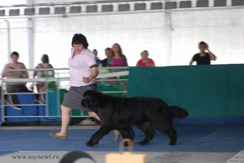 Фото: ньюфаундленд I'm in Love Midnight Bear